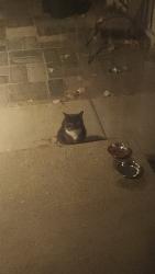 Found/Stray Unknown Cat last seen Greater Mack and Lakewood, St. Clair Shores, MI 48045