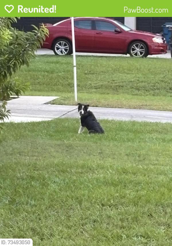 Reunited Unknown Dog last seen Nugent Circle, Spring Hill, FL 34609