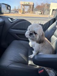 Lost Female Dog last seen Lamar co subway, Arvada, CO 80003