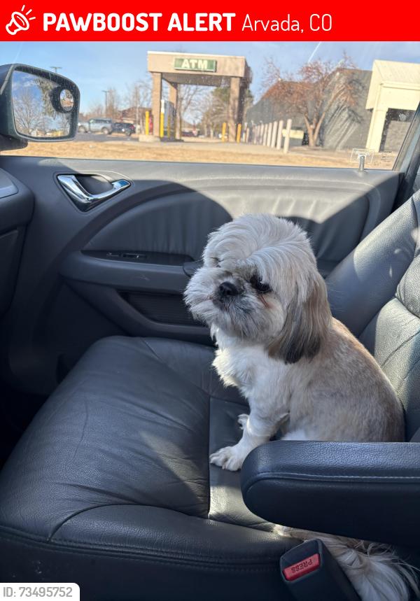 Lost Female Dog last seen Lamar co subway, Arvada, CO 80003