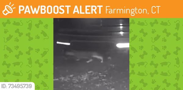 Found/Stray Unknown Cat last seen Rt 6 & Wolf Pit Rd Farmington CT, Farmington, CT 06032