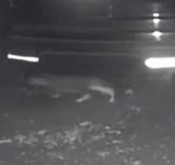 Found/Stray Unknown Cat last seen Rt 6 & Wolf Pit Rd Farmington CT, Farmington, CT 06032
