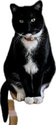 Reunited Male Cat last seen Colebrooke ln. S.E. Lacey, Olympia, WA 98513