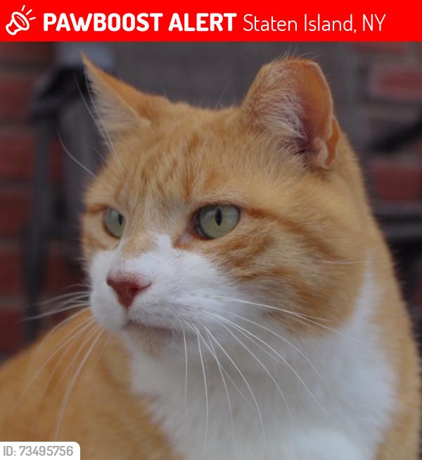Lost Male Cat last seen Ibsen Ave, Woehrle Ave, Alexander Ave, Woodrow Road, Staten Island, NY 10312