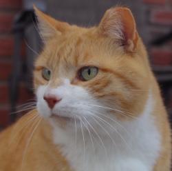 Lost Male Cat last seen Ibsen Ave, Woehrle Ave, Alexander Ave, Woodrow Road, Staten Island, NY 10312