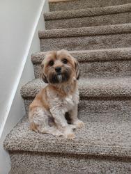 Lost Female Dog last seen Dean Circle, West Valley City, Utah 84120, West Valley City, UT 84120