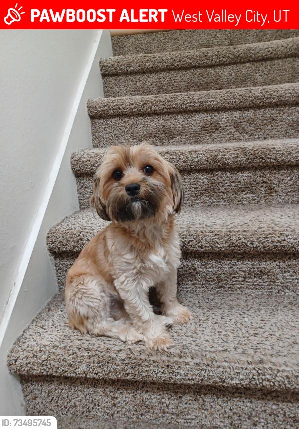 Lost Female Dog last seen Dean Circle, West Valley City, Utah 84120, West Valley City, UT 84120