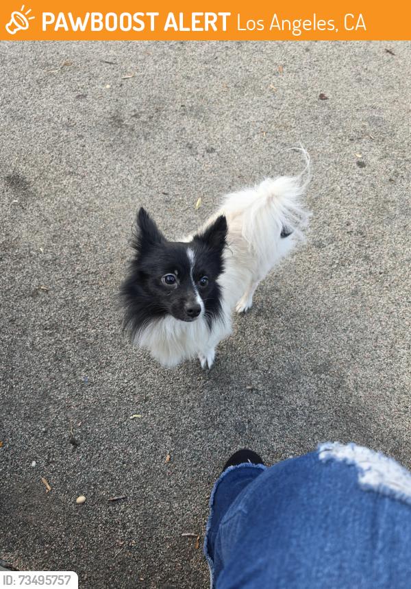 Found/Stray Male Dog last seen Nicole Ave, Los Angeles, CA 90008