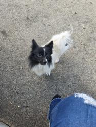 Found/Stray Male Dog last seen Nicole Ave, Los Angeles, CA 90008