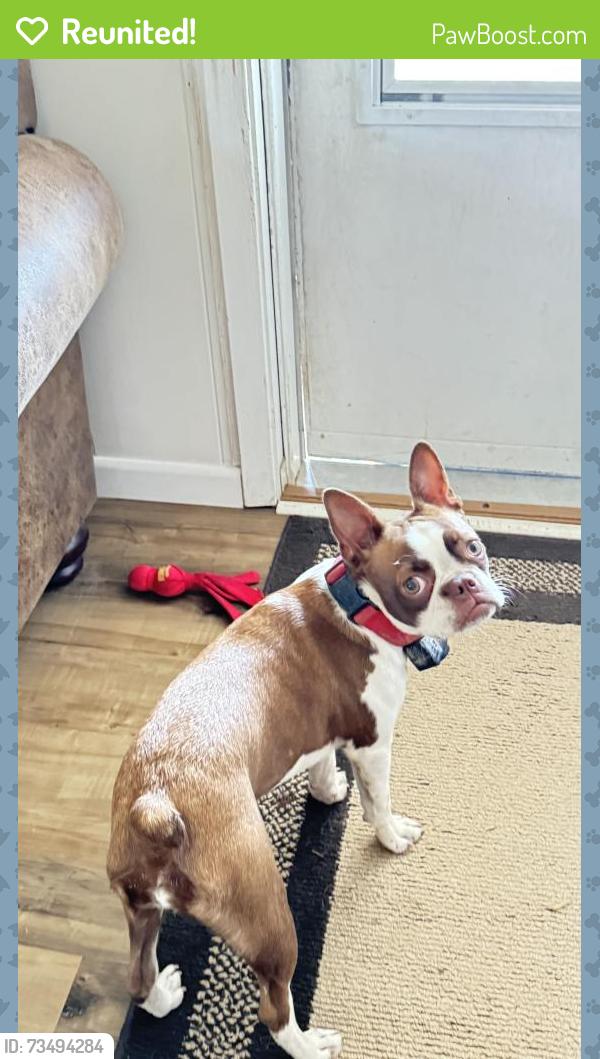 Reunited Female Dog last seen Pine Lake Rd and Rhonda Ln., Montgomery, TX 77316