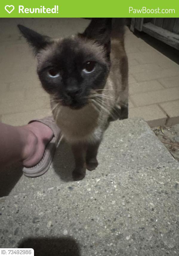 Reunited Unknown Cat last seen Dominguez Canal/Path, Gardena, CA 90249