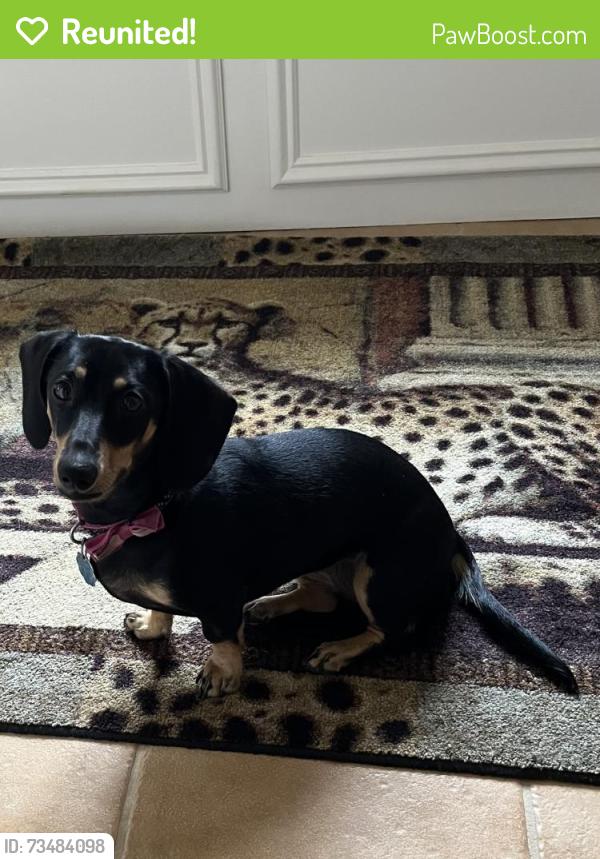 Reunited Female Dog last seen Memorial and Benson Jimmy Johns, Edmond, OK 73013
