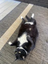 Lost Male Cat last seen Jameson rd, Easley, SC 29640