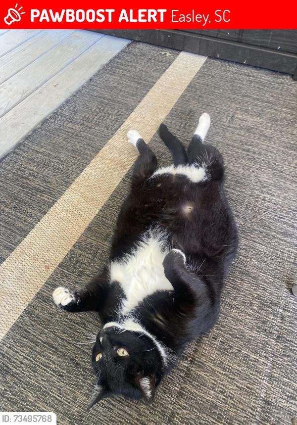 Lost Male Cat last seen Jameson rd, Easley, SC 29640