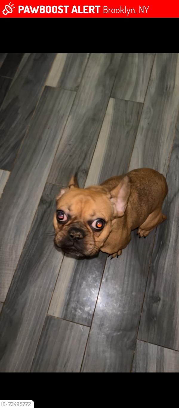 Lost Female Dog last seen Near Schenectady Ave, Brooklyn, NY 11234