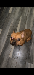 Lost Female Dog last seen Near Schenectady Ave, Brooklyn, NY 11234