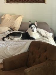 Reunited Female Dog last seen Briarwood Trail and Crescent Ridge, Cumming, GA 30041