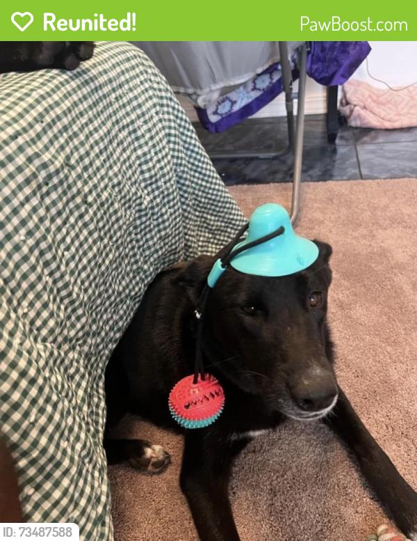 Reunited Male Dog last seen blackhawk, Friendswood, TX 77546