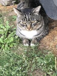 Found/Stray Male Cat last seen Edgecliff Park, Spokane Valley, WA 99212