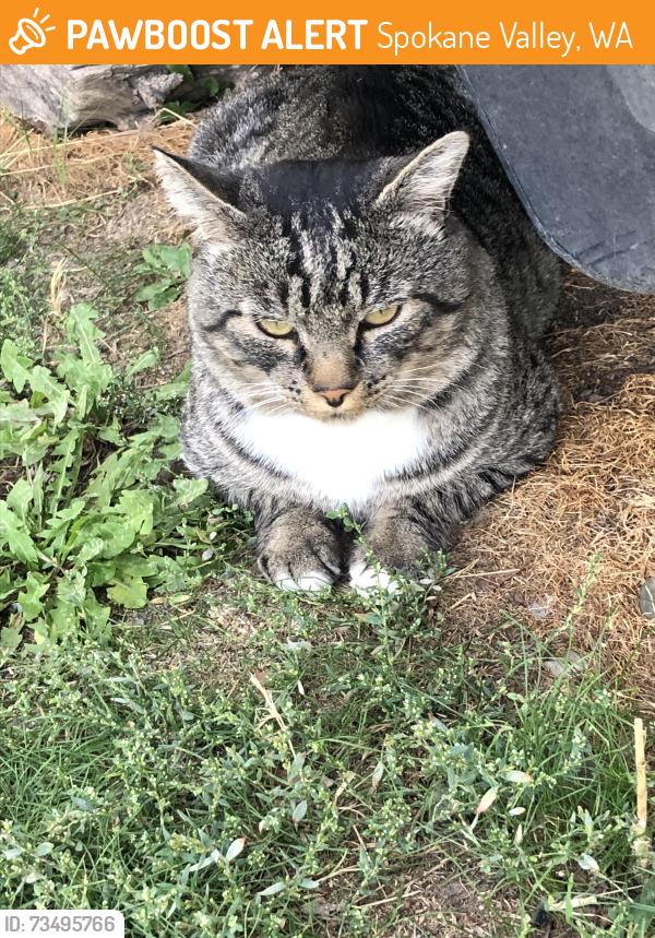 Found/Stray Male Cat last seen Edgecliff Park, Spokane Valley, WA 99212
