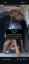 Lost Male Dog last seen Ofarrell and palos verdes st, Los Angeles, CA 90731