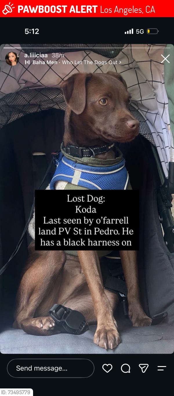 Lost Male Dog last seen Ofarrell and palos verdes st, Los Angeles, CA 90731
