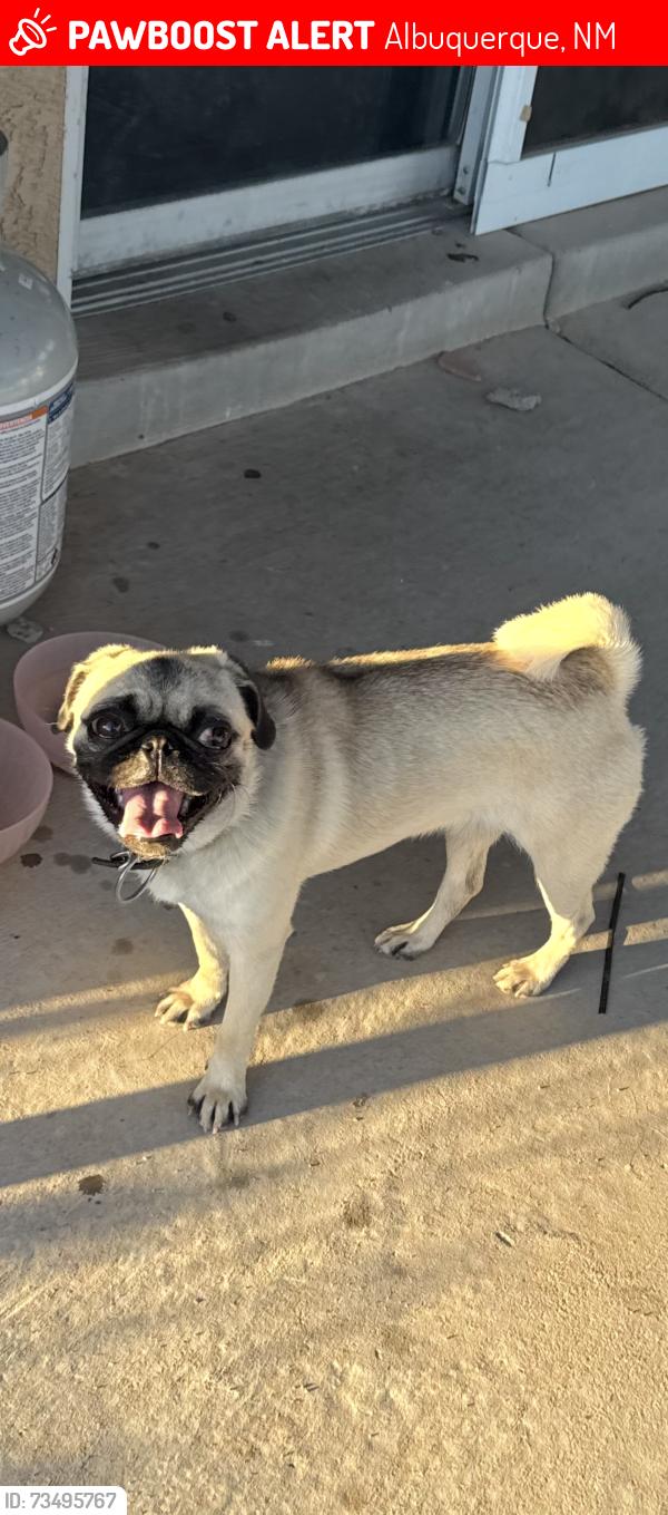 Lost Female Dog last seen Tuscany and sole grande NW Albuquerque, Albuquerque, NM 87114