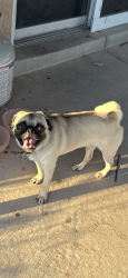 Lost Female Dog last seen Tuscany and sole grande NW Albuquerque, Albuquerque, NM 87114