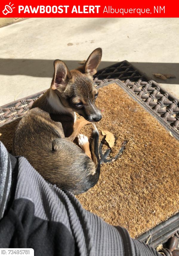 Lost Male Dog last seen Eucariz and hooper, Albuquerque, NM 87105