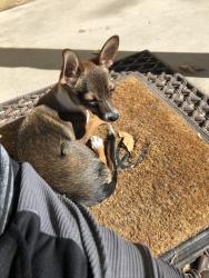 Lost Male Dog last seen Eucariz and hooper, Albuquerque, NM 87105