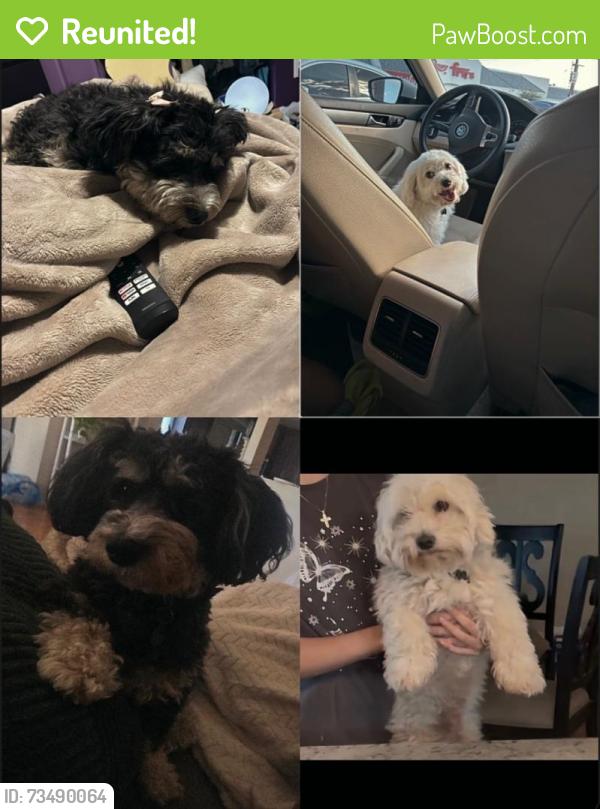 Reunited Male Dog last seen Thunderbird 35th Ave, Phoenix, AZ 85053