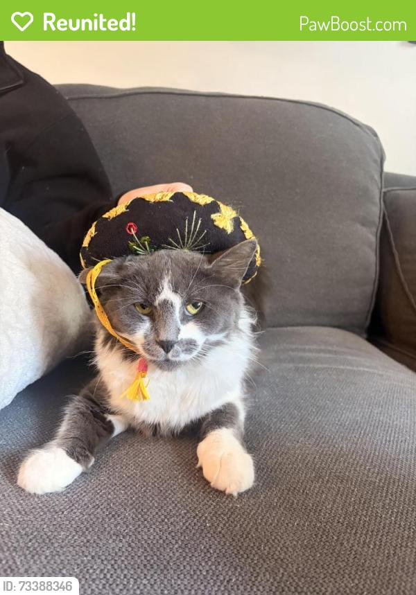 Reunited Female Cat last seen 54th and Kerr street, Vancouver, BC 