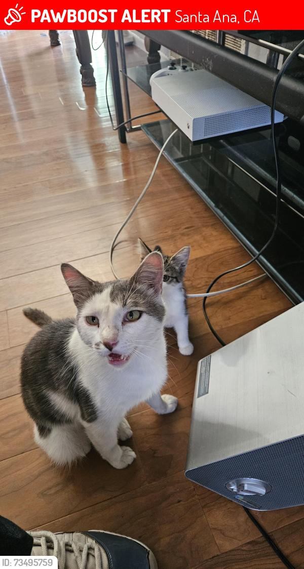 Lost Male Cat last seen Harbor and edingerrr, Santa Ana, CA 92704
