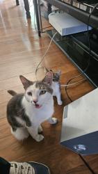 Lost Male Cat last seen Harbor and edingerrr, Santa Ana, CA 92704