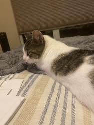 Found/Stray Unknown Cat last seen Newfound Hollow drive, Charlotte, NC 28214
