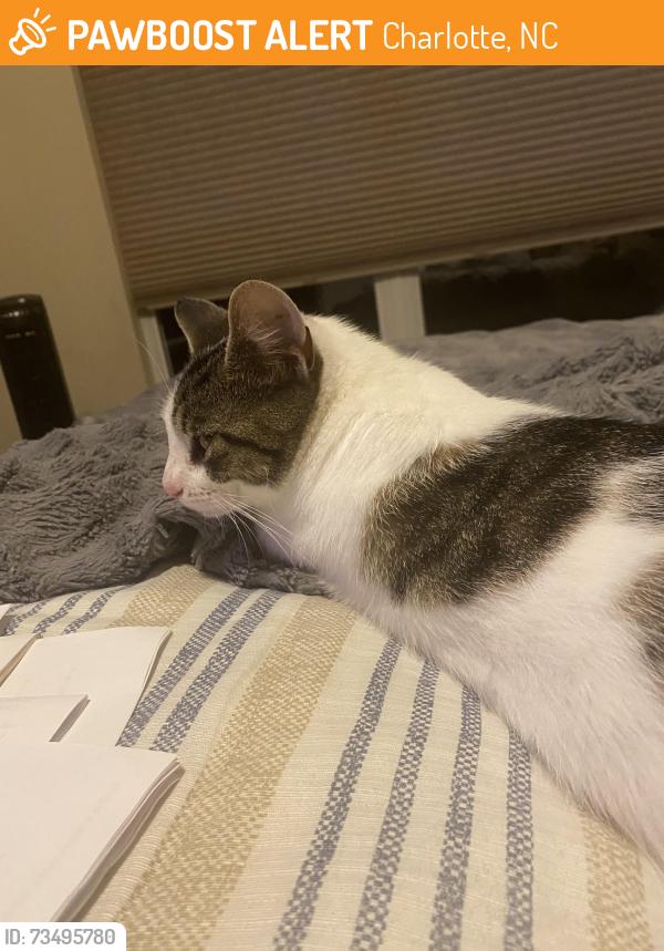 Found/Stray Unknown Cat last seen Newfound Hollow drive, Charlotte, NC 28214