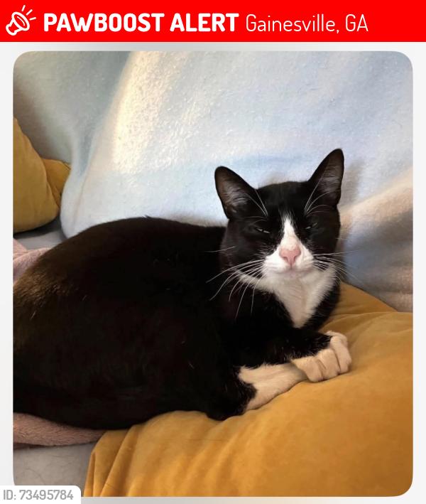 Lost Male Cat last seen Near, Gainesville, GA 30506