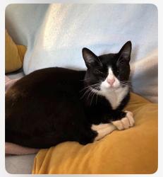 Lost Male Cat last seen Near, Gainesville, GA 30506