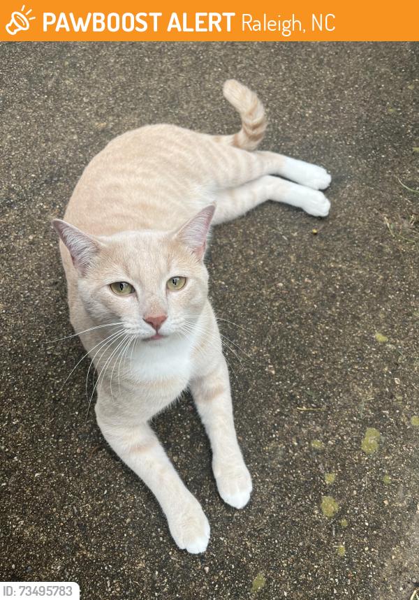 Found/Stray Male Cat last seen Avent Ferry Rd and Gorman St, Raleigh, NC 27606