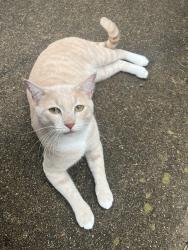 Found/Stray Male Cat last seen Avent Ferry Rd and Gorman St, Raleigh, NC 27606