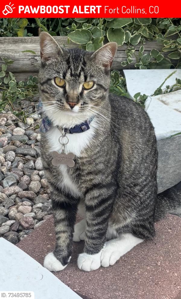 Lost Male Cat last seen sheilds and casa grande, rossborough park, Fort Collins, CO 80526
