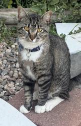 Lost Male Cat last seen sheilds and casa grande, rossborough park, Fort Collins, CO 80526