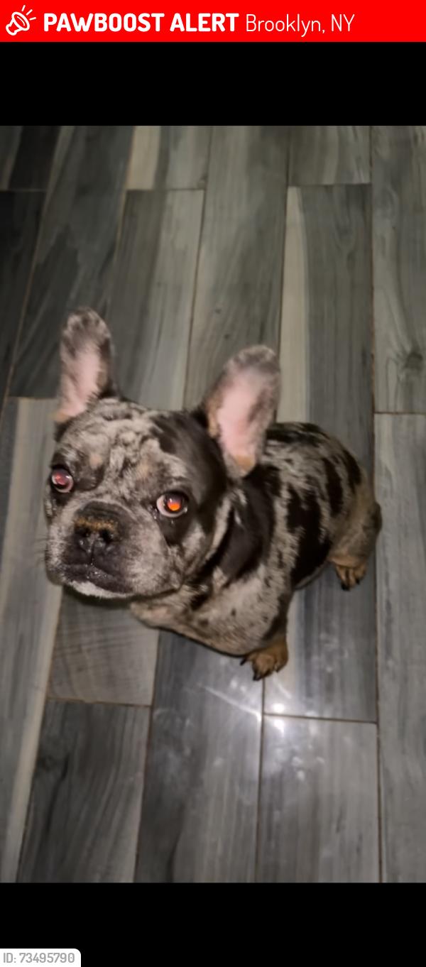 Lost Male Dog last seen Near Schenectady Ave, Brooklyn, NY 11234