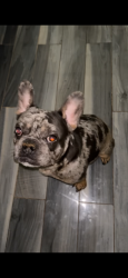 Lost Male Dog last seen Near Schenectady Ave, Brooklyn, NY 11234