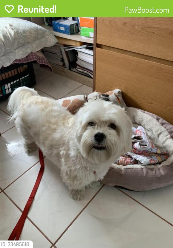 Reunited Male Dog last seen Indigo and McKinneys Groveland Fl, Groveland, FL 34736