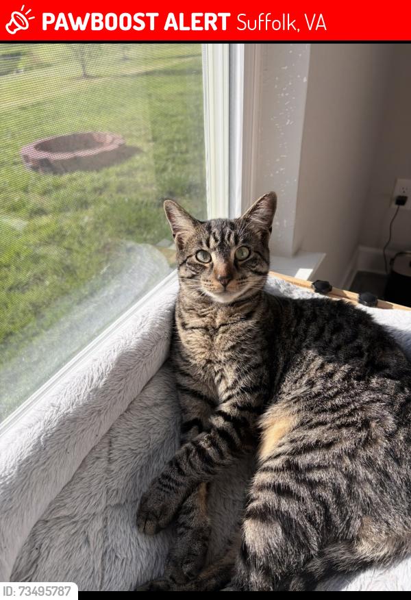 Lost Male Cat last seen Secretariat & Sea Biscuit Run, Suffolk, VA 23435