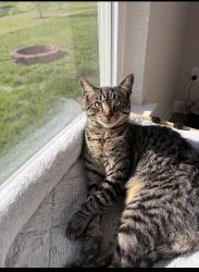 Lost Male Cat last seen Secretariat & Sea Biscuit Run, Suffolk, VA 23435