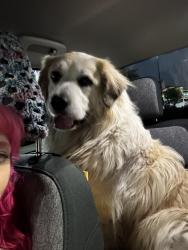 Lost Female Dog last seen Near Channel Dr Dallas, TX 75229 United States, Dallas, TX 75229