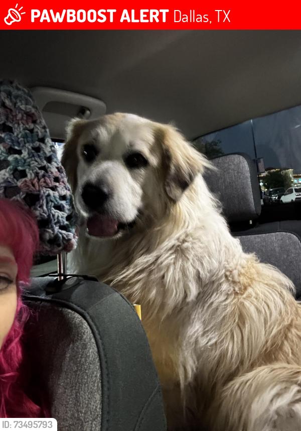 Lost Female Dog last seen Near Channel Dr Dallas, TX 75229 United States, Dallas, TX 75229