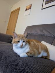 Reunited Male Cat last seen Norman avenue Harborne, Harborne, England B32 2EX